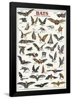 Breeds Of Bats (Italian)-null-Framed Poster