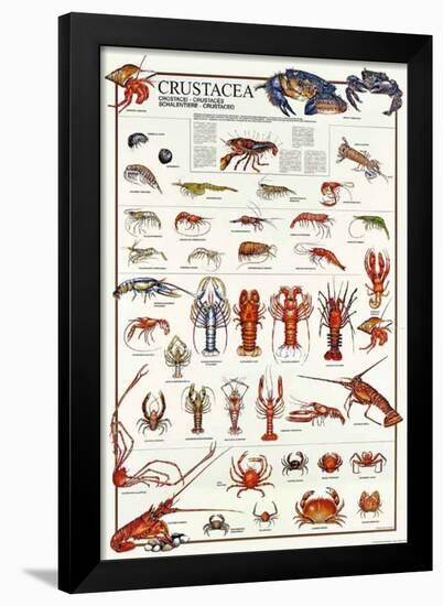 Breeds Of Crostacea (Italian)-null-Framed Poster