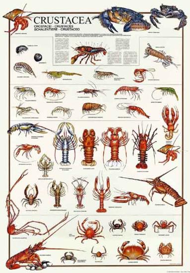 Poster, , large