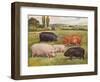 Breeds of pigs, c1902 (c1910)-Frank Babbage-Framed Giclee Print