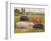 Breeds of pigs, c1902 (c1910)-Frank Babbage-Framed Giclee Print