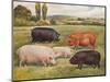 Breeds of pigs, c1902 (c1910)-Frank Babbage-Mounted Giclee Print