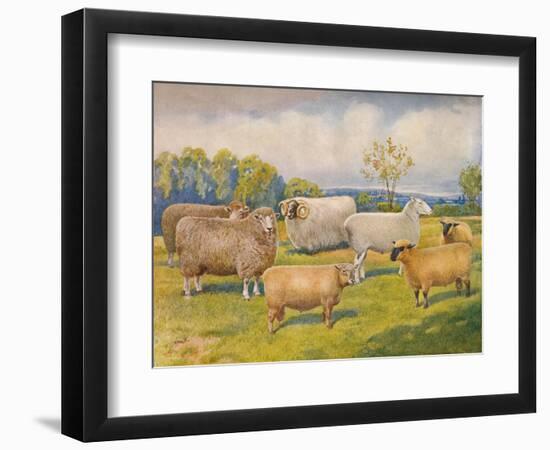 Breeds of sheep, c1902 (c1910)-Frank Babbage-Framed Giclee Print