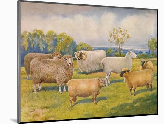 Breeds of sheep, c1902 (c1910)-Frank Babbage-Mounted Giclee Print