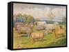 Breeds of sheep, c1902 (c1910)-Frank Babbage-Framed Stretched Canvas