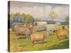 Breeds of sheep, c1902 (c1910)-Frank Babbage-Stretched Canvas