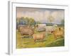 Breeds of sheep, c1902 (c1910)-Frank Babbage-Framed Giclee Print