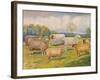 Breeds of sheep, c1902 (c1910)-Frank Babbage-Framed Giclee Print