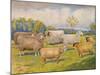 Breeds of sheep, c1902 (c1910)-Frank Babbage-Mounted Giclee Print