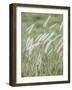 Breeze-Shot by Clint-Framed Photographic Print
