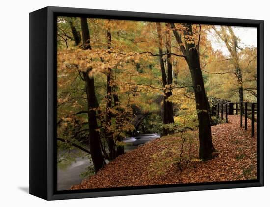 Breezy Autumn Day by the River Brathay Footbridge, Skelwith Bridge, Cumbria, England-Pearl Bucknall-Framed Stretched Canvas
