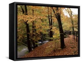 Breezy Autumn Day by the River Brathay Footbridge, Skelwith Bridge, Cumbria, England-Pearl Bucknall-Framed Stretched Canvas