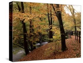 Breezy Autumn Day by the River Brathay Footbridge, Skelwith Bridge, Cumbria, England-Pearl Bucknall-Stretched Canvas