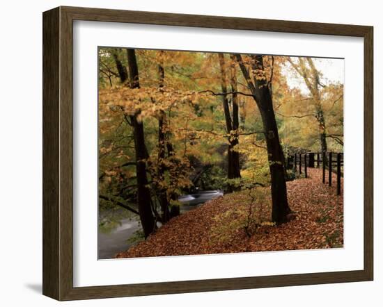 Breezy Autumn Day by the River Brathay Footbridge, Skelwith Bridge, Cumbria, England-Pearl Bucknall-Framed Photographic Print