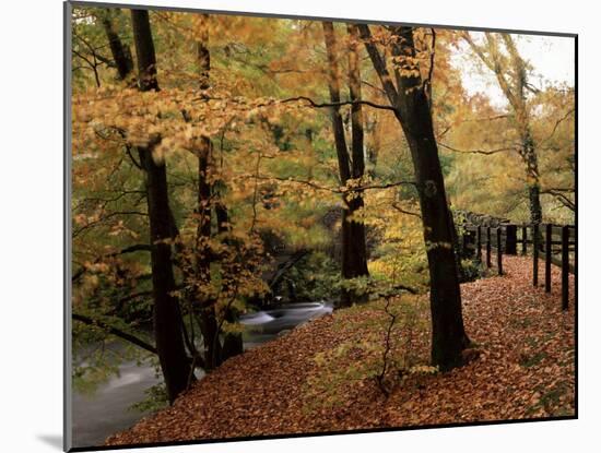 Breezy Autumn Day by the River Brathay Footbridge, Skelwith Bridge, Cumbria, England-Pearl Bucknall-Mounted Photographic Print