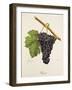 Bregin Grape-J. Troncy-Framed Giclee Print