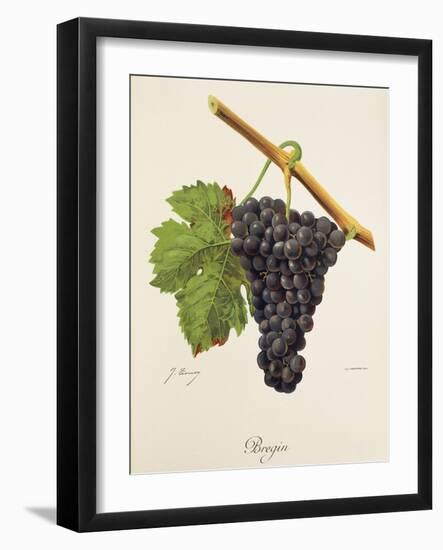 Bregin Grape-J. Troncy-Framed Giclee Print