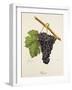 Bregin Grape-J. Troncy-Framed Giclee Print