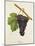 Bregin Grape-J. Troncy-Mounted Giclee Print