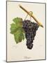 Bregin Grape-J. Troncy-Mounted Giclee Print