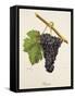 Bregin Grape-J. Troncy-Framed Stretched Canvas