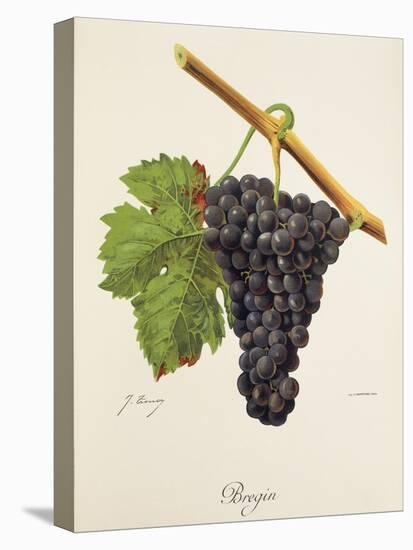 Bregin Grape-J. Troncy-Stretched Canvas