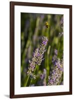 Bremerton, Washington State. Bee flying above blooming lavender-Jolly Sienda-Framed Photographic Print