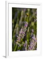 Bremerton, Washington State. Bee flying above blooming lavender-Jolly Sienda-Framed Photographic Print