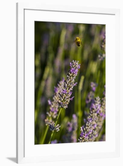 Bremerton, Washington State. Bee flying above blooming lavender-Jolly Sienda-Framed Photographic Print