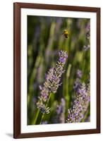 Bremerton, Washington State. Bee flying above blooming lavender-Jolly Sienda-Framed Photographic Print