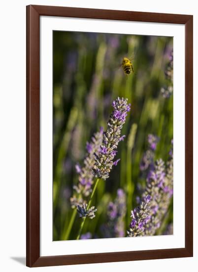 Bremerton, Washington State. Bee flying above blooming lavender-Jolly Sienda-Framed Photographic Print