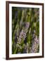 Bremerton, Washington State. Bee flying above blooming lavender-Jolly Sienda-Framed Photographic Print