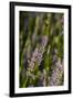 Bremerton, Washington State. Bee flying above blooming lavender-Jolly Sienda-Framed Photographic Print