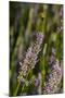 Bremerton, Washington State. Bee flying above blooming lavender-Jolly Sienda-Mounted Photographic Print