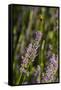 Bremerton, Washington State. Bee flying above blooming lavender-Jolly Sienda-Framed Stretched Canvas