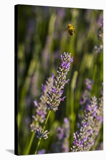 Bremerton, Washington State. Bee flying above blooming lavender-Jolly Sienda-Stretched Canvas