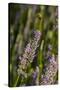 Bremerton, Washington State. Bee flying above blooming lavender-Jolly Sienda-Stretched Canvas