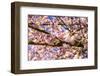 Bremerton, Washington State. Bright pink cherry blossoms-Jolly Sienda-Framed Photographic Print