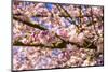 Bremerton, Washington State. Bright pink cherry blossoms-Jolly Sienda-Mounted Photographic Print