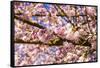 Bremerton, Washington State. Bright pink cherry blossoms-Jolly Sienda-Framed Stretched Canvas