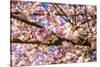 Bremerton, Washington State. Bright pink cherry blossoms-Jolly Sienda-Stretched Canvas