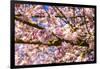 Bremerton, Washington State. Bright pink cherry blossoms-Jolly Sienda-Framed Photographic Print