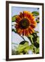 Bremerton, Washington State. Burnt orange sunflower and green stem-Jolly Sienda-Framed Photographic Print