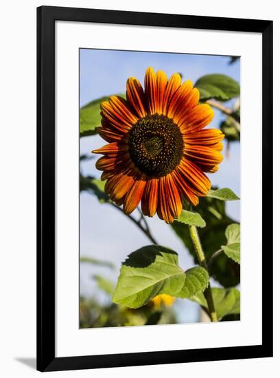 Bremerton, Washington State. Burnt orange sunflower and green stem-Jolly Sienda-Framed Photographic Print