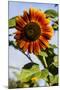 Bremerton, Washington State. Burnt orange sunflower and green stem-Jolly Sienda-Mounted Photographic Print