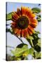 Bremerton, Washington State. Burnt orange sunflower and green stem-Jolly Sienda-Stretched Canvas