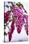 Bremerton, Washington State. cluster of pink current flowers-Jolly Sienda-Stretched Canvas