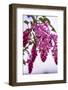 Bremerton, Washington State. cluster of pink current flowers-Jolly Sienda-Framed Photographic Print