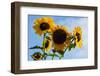 Bremerton, Washington State. Golden sunflowers and bees reach for the blue sky-Jolly Sienda-Framed Photographic Print