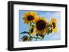 Bremerton, Washington State. Golden sunflowers and bees reach for the blue sky-Jolly Sienda-Framed Photographic Print